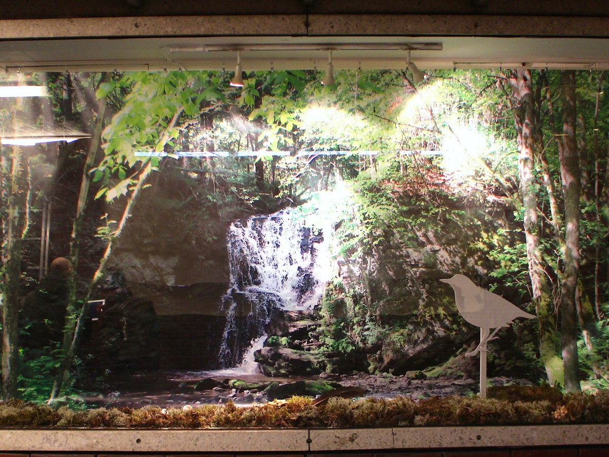 Finalization of the CAN- project  SKOG/FOREST 12.07 –&nbsp;26.10.2015