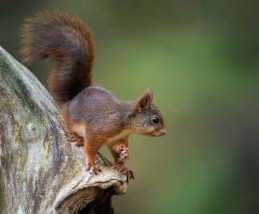 Liten Ekorn 7141 TomDyring.jpeg