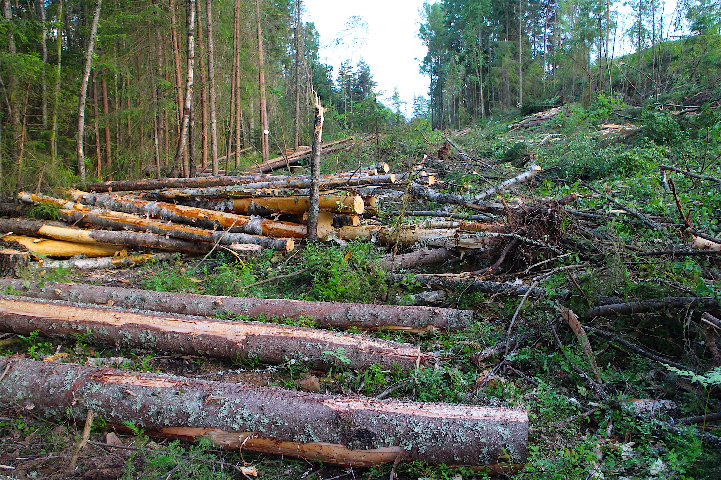 Skiltet ved turstien i hogstfeltet 2020