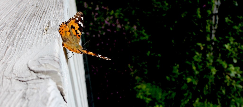 Digital slippfest F l o r a musikkvideo + minikonsert med Jonas Qvale // Liv&nbsp;Nome