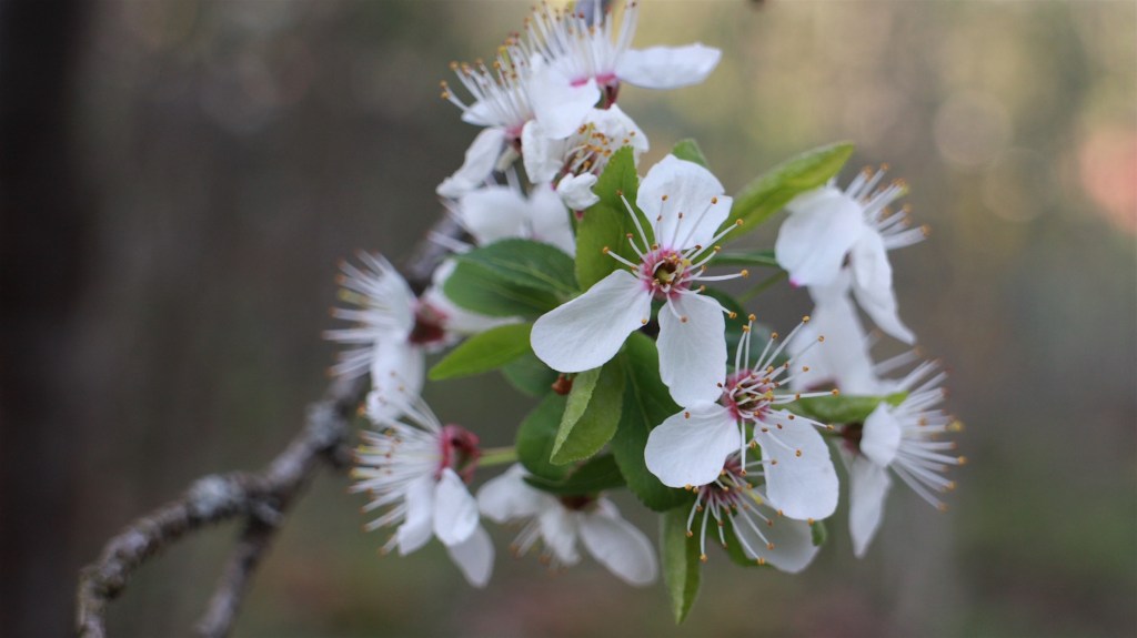 Rød 1. mai&nbsp;2019