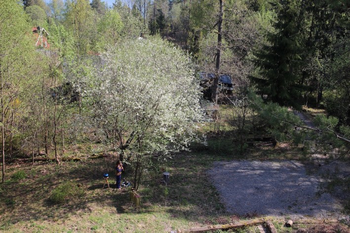 Flora for web aug 2019 Still reinstav liten web.jpeg