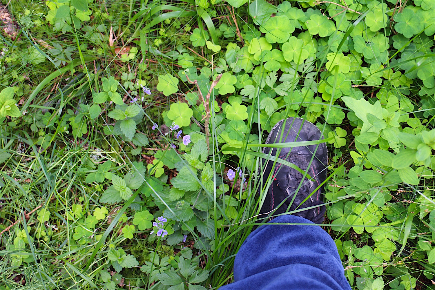 går i Skogen 2020 før hogst ! shit !