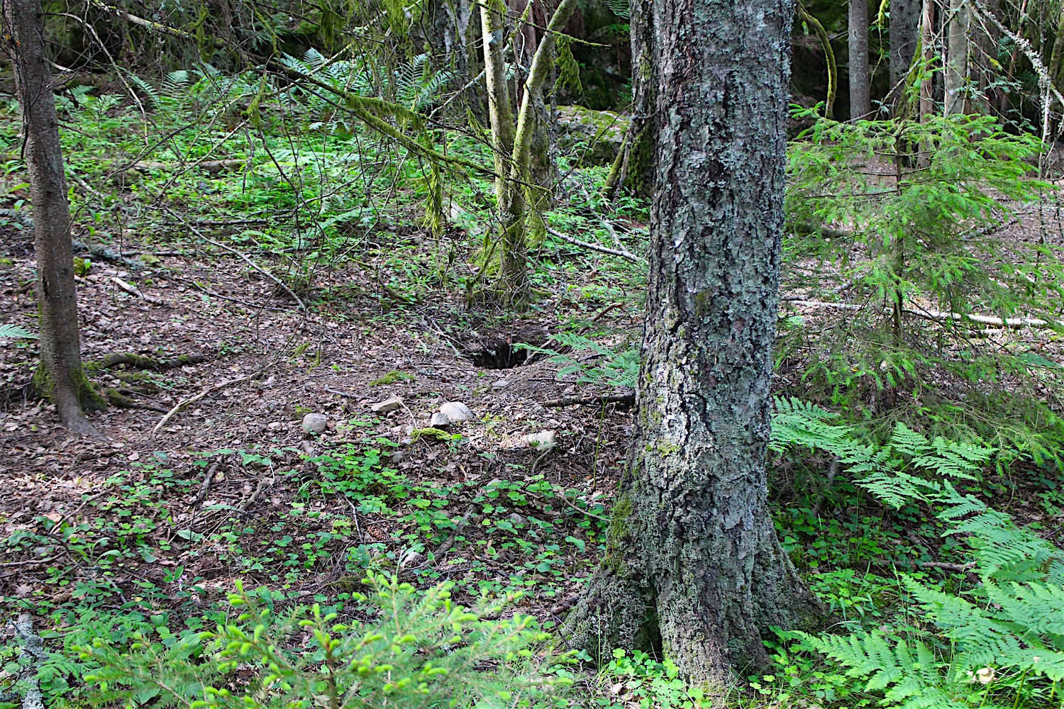 rev:grevlinghi 2020 Solbukta grense til s.glenne: Martin Garder