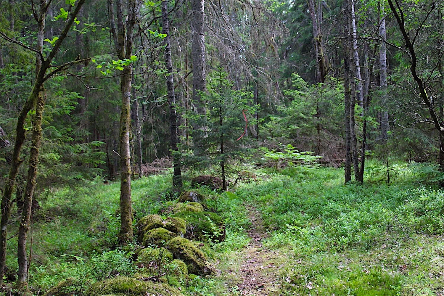 Rødmerking av grense til kommende hogstfelt 2020 glenne:garder